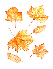 Watercolor autumn set hand drawn maple leaf on white background.