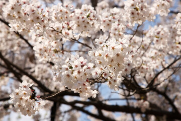 Beautiful cherry blossom sakura in spring time over blue sky.