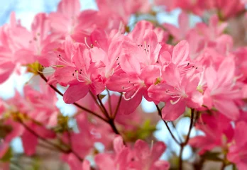Foto auf Acrylglas Azalee Rosa Azaleenblumen im Garten