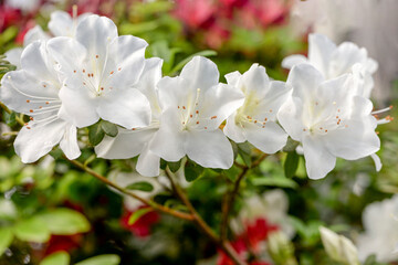 white azalea flowers in the garden