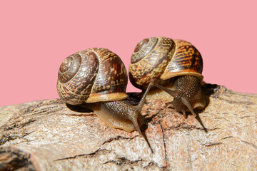 Communication of two snails. Symbol of love, dialogue and friendship