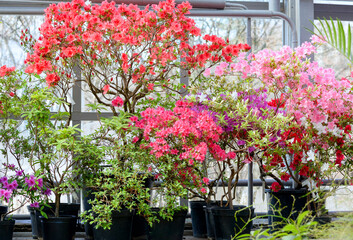 azalea flowers in greenhouse