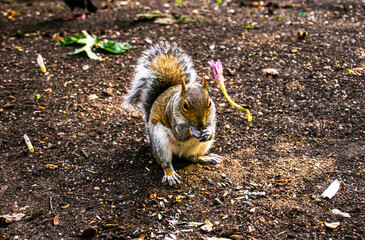 Photo of a nice and beautiful squirrel standing in the park during a sunny day