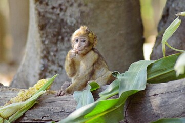 Singe Magots en Foret sauvage