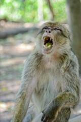 Singe Magots en Foret sauvage