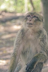 Singe Magots en Foret sauvage