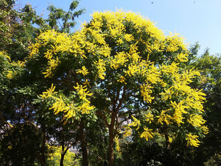 Koelreuteria paniculata tree in bloom.