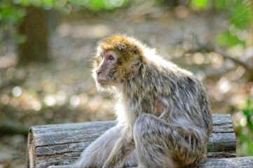 Singe Magots en Foret sauvage