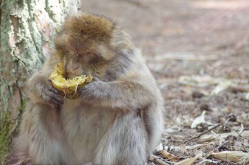 Singe Magots en Foret sauvage
