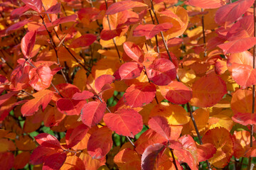 Autumn red and orange leaves on the branches of a bush on a sunny day.