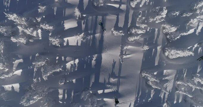 Aerial Top view of Skiers. Ski touring and splitboarding concept. Winter Day. Epic shot of ski man crossing the frame in frozen forest. 4k RAW footage