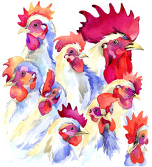 Rooster and hen. watercolor illustration. chicken family. farm animals. domestic pets. wildlife.