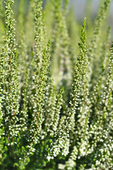 Fototapeta premium Common heather