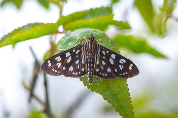 A beautiful butterfly spreading its wings on the leaves