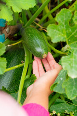Obraz premium harvest. A girl cuts a ripe zucchini from the garden