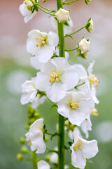 white delphinium flower in garden