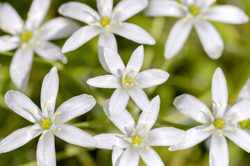small white wild flowersin spring