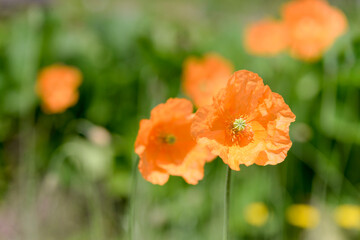 Fototapeta premium wild orange poppy flower