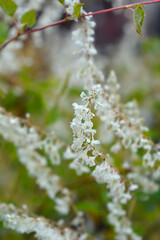 Silver lace vine