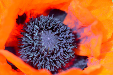 close up of a red poppy flower