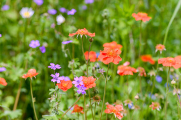 field of red and violet flowers