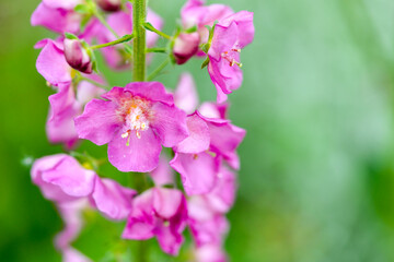 close up of pink delphinium flower