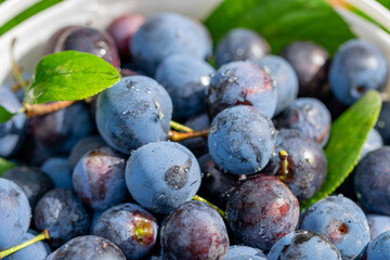 Fototapeta premium harvest. ripe plums close up