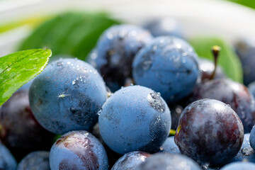 harvest. ripe plums close up