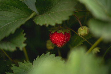 Red strawberry berry on a green background. Horizontal photo. Close-up