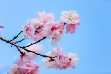 Beautiful pink peach blossom on blue sky background in spring.