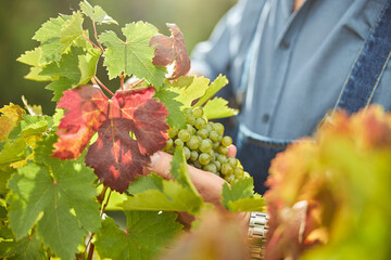 Grape cluster on a vine being held by a harvester