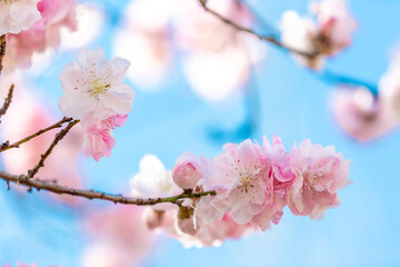 Beautiful pink peach blossom on blue sky background in spring.