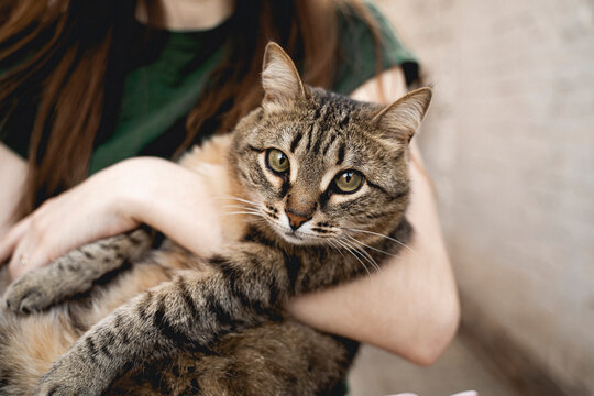 A brown tabby cat sits in the arms of a young girl. Beautiful green eyes. 