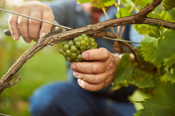 Naklejka na ściany i meble Dedicated worker hand-picking white grapes from the vine