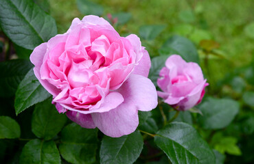 pink rose in garden