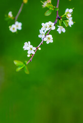 Close-up of white plum tree flowers on a  branch over green bokeh background.