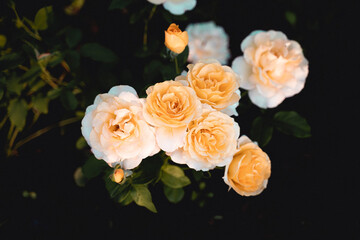 Close-up of garden flowers, yellow roses, at home.