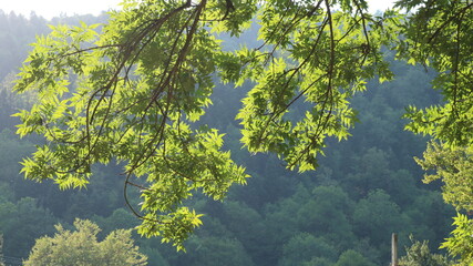 illuminated green leaves on branches in the wind against the background of a dense deciduous forest...