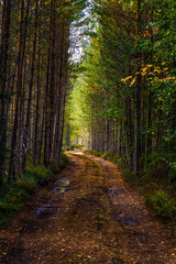Torsby, Sweden  A wooded country road and forest.