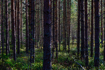 Fototapeta premium Torsby, Sweden A forest of pine trees.