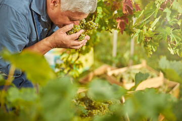 Vineyard farmer is smelling freshly-picked ripe grapes