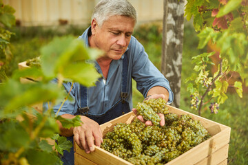 Vineyard worker leaning on a wooden box full of grapes