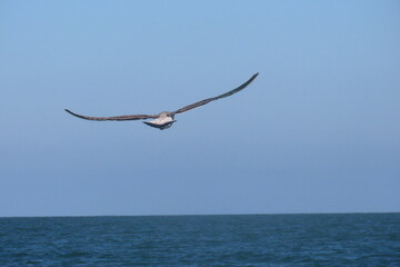 Yellow-legged seagull at the beach. Seagull flying above the sea water.