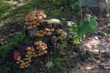 Forest poisonous mushrooms. False mushrooms are small with brown shiny caps, growing in bunches on an old tree stump