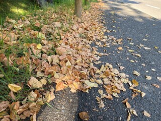 Straßenrand, Holzzaun, braunes Laub, Schatten,