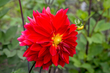 red dahlia flower in the garden