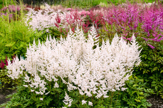 pink and white astilba flowers in garden