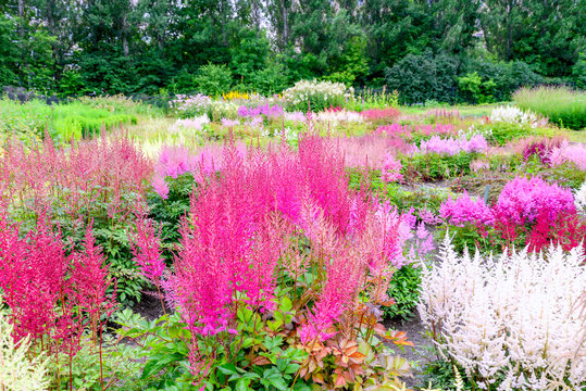 pink and white astilba flowers in garden