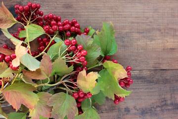 Red viburnum berries on a branch on wooden background. Natural autumn berries frame. Top view, copy...