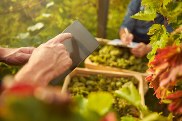 Naklejka na ściany i meble Modern farmer using a tablet while storing grapes harvest